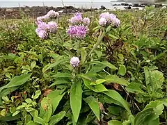 海岸草原の風衝地に生えるものは背丈が低い。