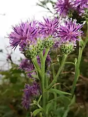 頭花は長さ10-35mmの柄で散房状または円錐状に密につく。総苞片の先端に付属体がつく。