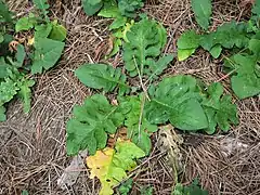 今年は花茎が立たない個体の根出葉。