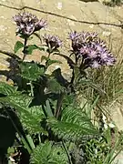 頭花は複散房状に密につく（早池峰山）。
