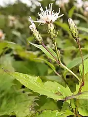 ヤハズトウヒレン