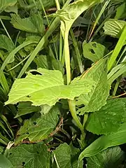 茎に葉柄から沿下した明瞭な翼がある。