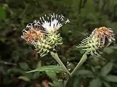 総苞片の先はとがり斜上する。総苞は筒形でくも毛が密生する。
