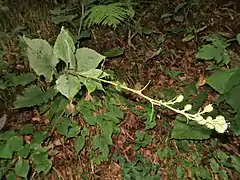 頭花が多数ついて、茎がたわんだものもある。