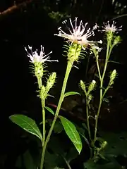 頭花は総状または散房状に3-8個がゆるくつく。