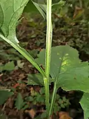 茎に明瞭な翼がある。
