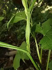 茎に翼がある。