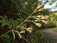 頭花は、複花序あたり散房状に4-5個がつく。