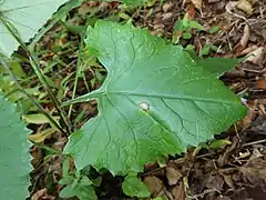 卵形の葉。茎に狭い翼がある。