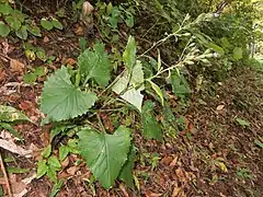 茎葉は上にいくにしたがって徐々に小さくなる。