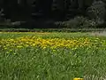 サワオグルマ群落