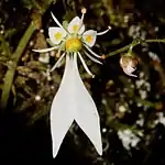 ジンジソウの花は「人」の字のように見え、花弁に黄色の斑点がある
