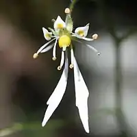 花の拡大