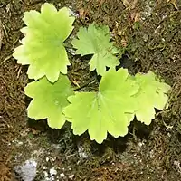 縁が中裂する円腎形の葉