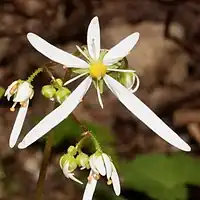 同属のダイモンジソウ（S. fortunei var. alpina）の花は「大」の字のように見え、花弁に斑点がない