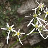 白い花弁は『大』の文字の形状、上の3個は小さく、下の2個は細長く垂れ下がる。雄蕊は10個、葯は橙色。