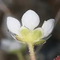 萼筒は皿形で、萼裂片は卵形で円頭