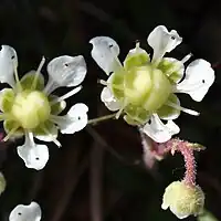 5枚の花弁は広卵形、蒴果は広卵形で上半分が2中裂する