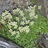 地上茎を叢生し、葉を密につける