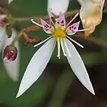 同属のユキノシタ（S. stolonifera）の花弁には赤色と黄色の斑点がある