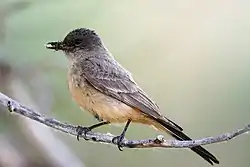 チャイロツキヒメハエトリ