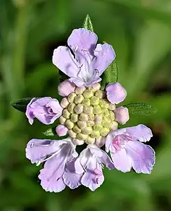 マツムシソウ(周辺の花で花弁が大きい例)