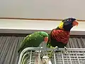 フトフムネアカゴシキセイガイインコ(右)とコセイガイインコ(左)