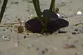 神戸市立須磨海浜水族園にて。