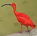 ショウジョウトキ