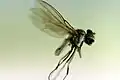Scatella paludum