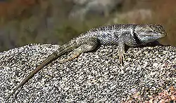 サバクハリトカゲ (Sceloporus magister)
