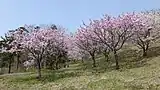 日本国花苑(井川町)