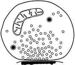 シナプトソーム - 単離されたシナプトソームの模式図。無数のシナプス小胞、2つの有芯小胞、1つのミトコンドリア、そしてシナプス前アクティブゾーンに接着したシナプス後膜の一部が含まれている。