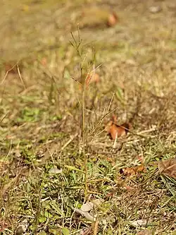 Andropogon virginicus
