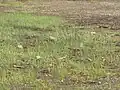 群落の様子水位の下がった状態