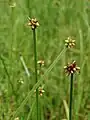 総苞があまり伸びない例S. mucronata