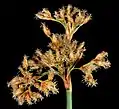 開花中の花序フトイ・以下も同じ