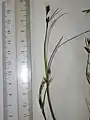 花序の部分