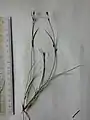 株の一部を取り出したもの
