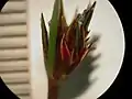 1つの分花序