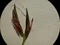 小穂