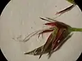 鱗片をはがしたところ