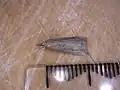 クロスジヒメアツバ Schrankia costaestrigalisニュージーランド