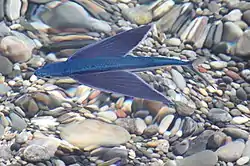 トビウオ