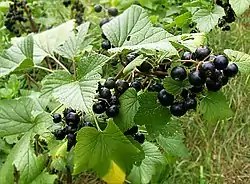 ヨーロッパ原産のクロスグリ（Ribes nigrum）、サビキンへの感受性が強く、野生種とともに大量処分された。