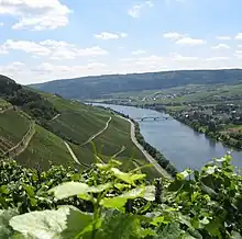 Colour photograph showing the steep slopes of the Moselle in German vineyards. In the foreground, there are leaves and tendrils of Vitis vinifera; green vines are planted on slopes, alternated with retaining walls and paths in a zig-zag pattern. In the valley, the Moselle flows under a bridge next to a village