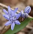 S. bifolia