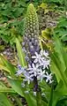 S. hyacinthoides