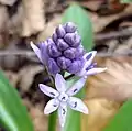 S. lilio-hyacinthus