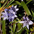 S. verna